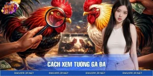 Cách Xem Tướng Gà Đá - Bí Kíp Tăng Tỷ Lệ Cược Đúng Tại RIKVIP